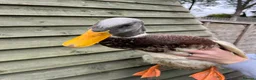 Ducks poultry for sale: 2 female saxony ducks  - Advert 5