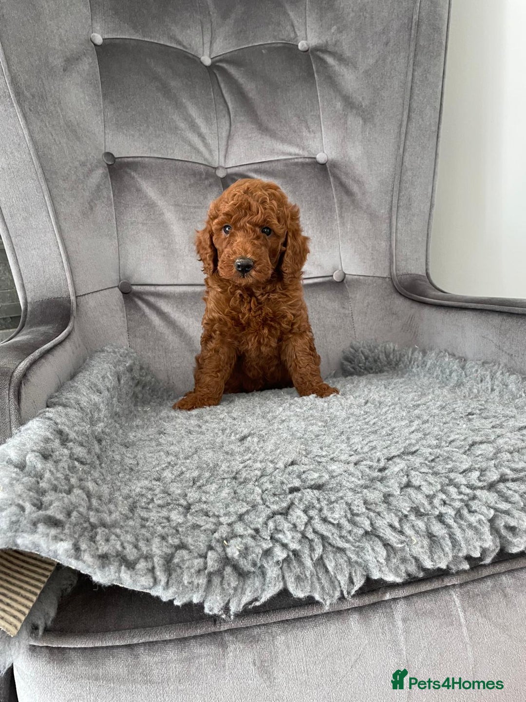 Miniature Poodle dogs for sale: KC REG DEEP RED HEALTH TESTED POODLES - Image 7