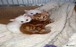 Mixed Breed cats for sale: Adorable kittens🐾 - Image 2