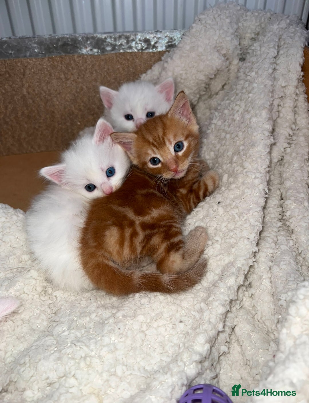 Mixed Breed cats for sale: Adorable kittens🐾 - Image 2