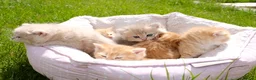 British Shorthair cats for sale: Gorgeous BSH golden kittens pedigree TICA - Advert 10