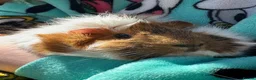 Guinea Pig rodents for sale: X2 Female Guinea pigs 2 years old  in Glasgow - Advert 9