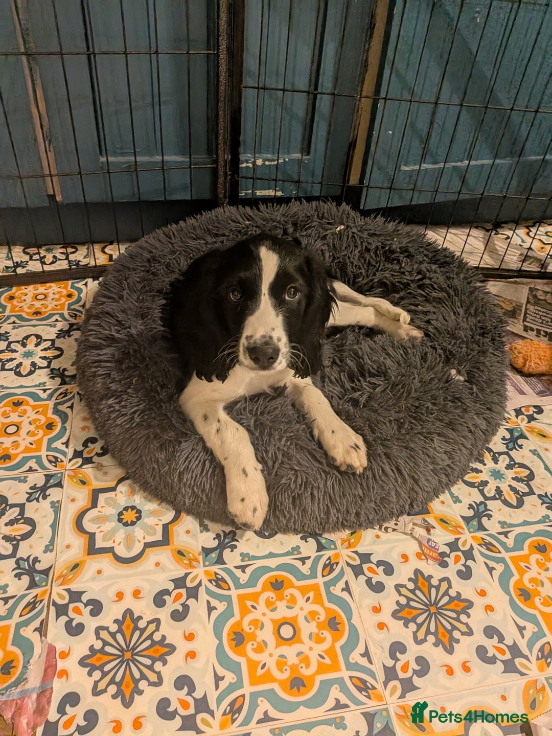 Cocker Spaniel dogs for sale: Cocker Spaniel puppies - Image 1