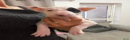 English Bull Terrier dogs for sale: English bull terrier puppies  - Advert 27