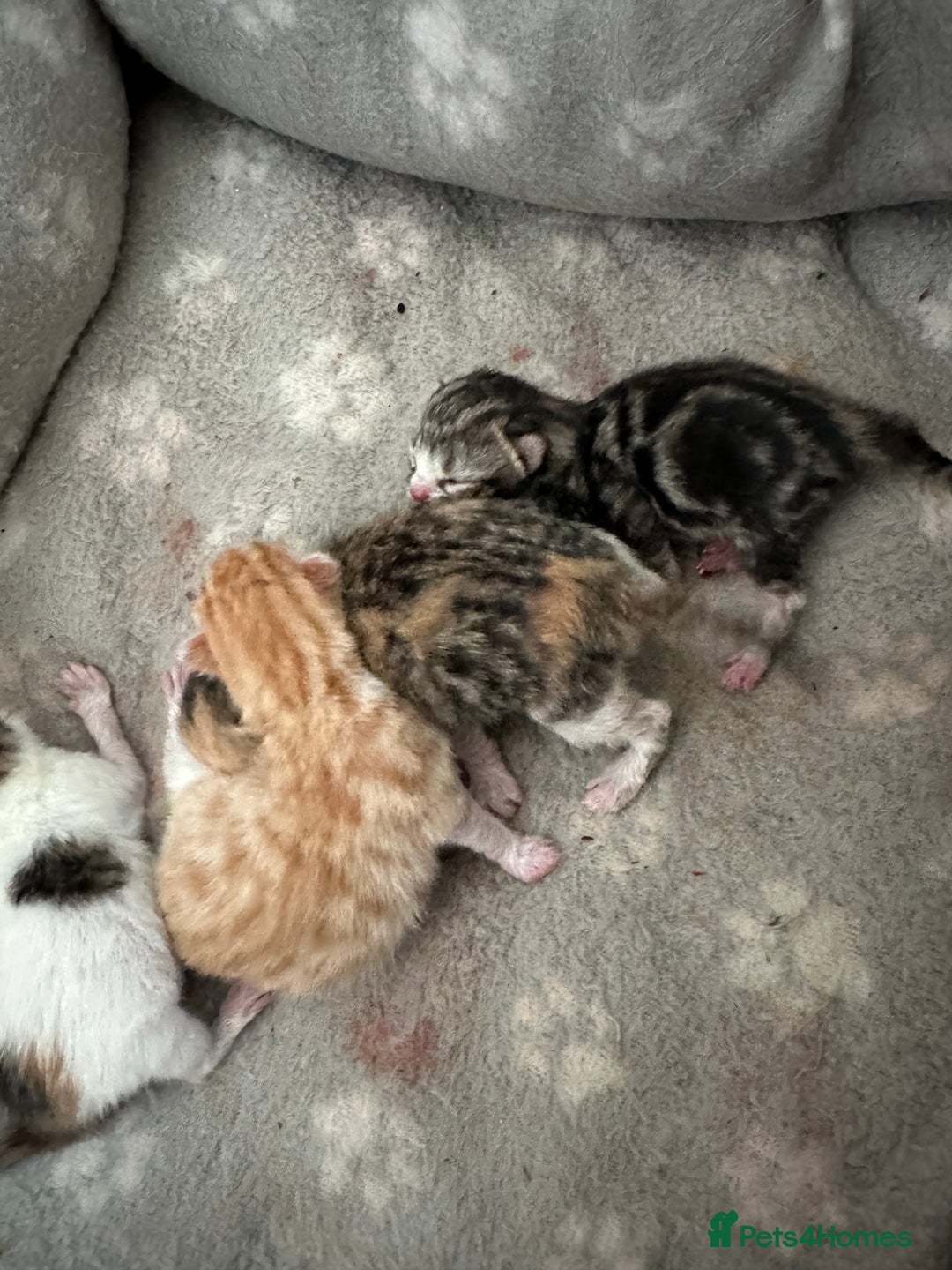 Mixed Breed cats for sale: Beautiful kittens  - Image 2
