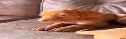 Hungarian Vizsla dogs for sale: Hungarian viszla puppies  - Advert 21