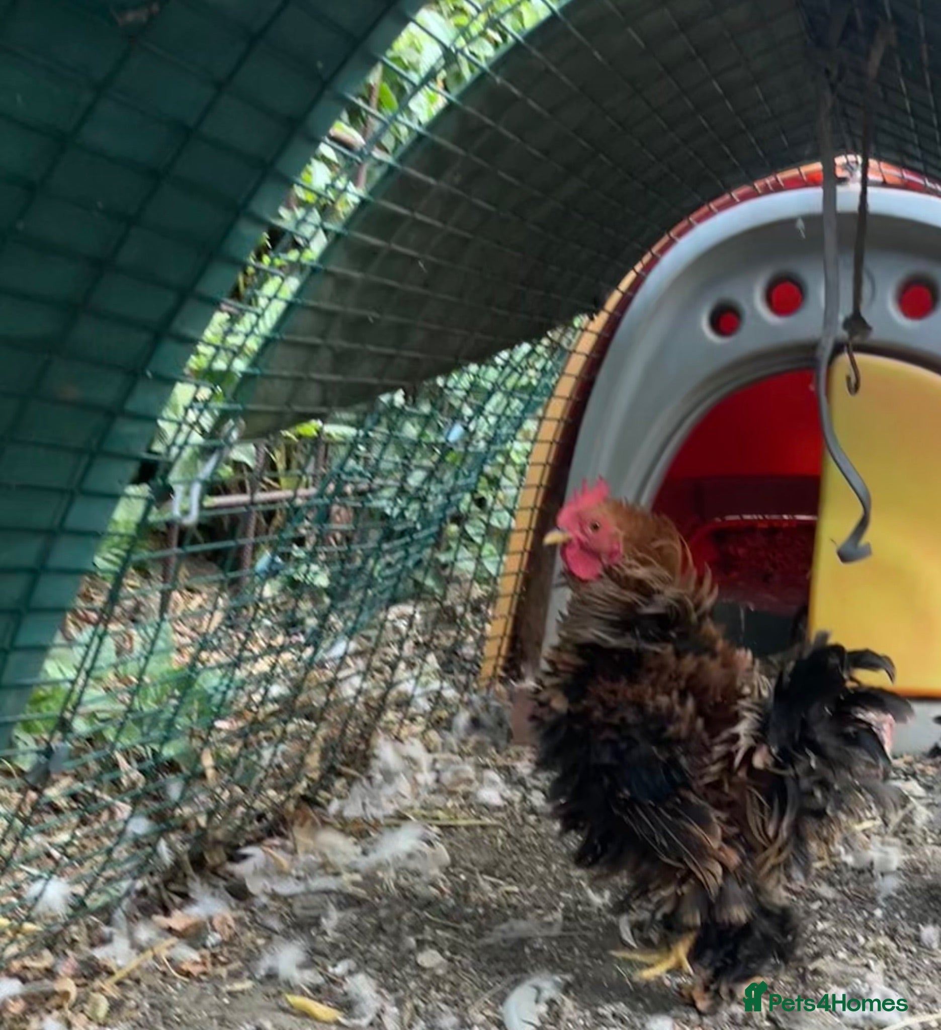 Chickens poultry Pekin Frizzle Bantam to find his new flock  - Advert 1