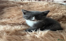 Ragdoll cats for sale: Ragdoll X  - Advert 9