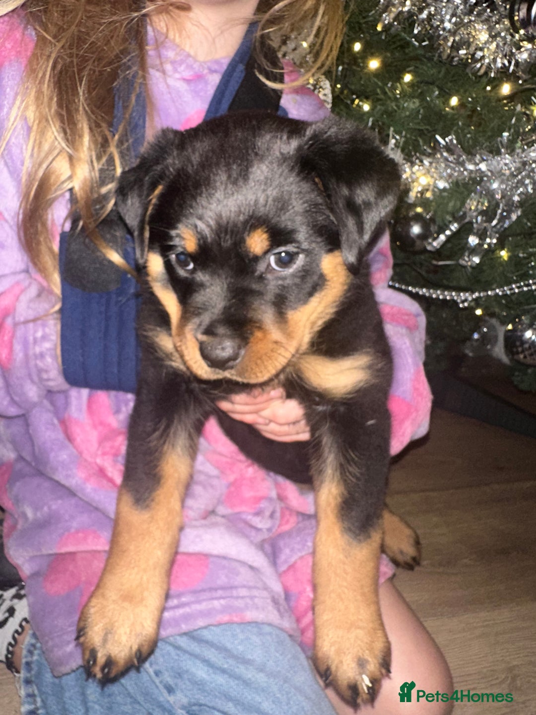 Rottweiler dogs for sale: Ready now female Rottweiler puppy  - Advert 3