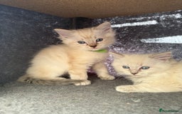 Ragdoll cats for sale: *stunning* litter of 7 ragdoll kittens  - Image 22