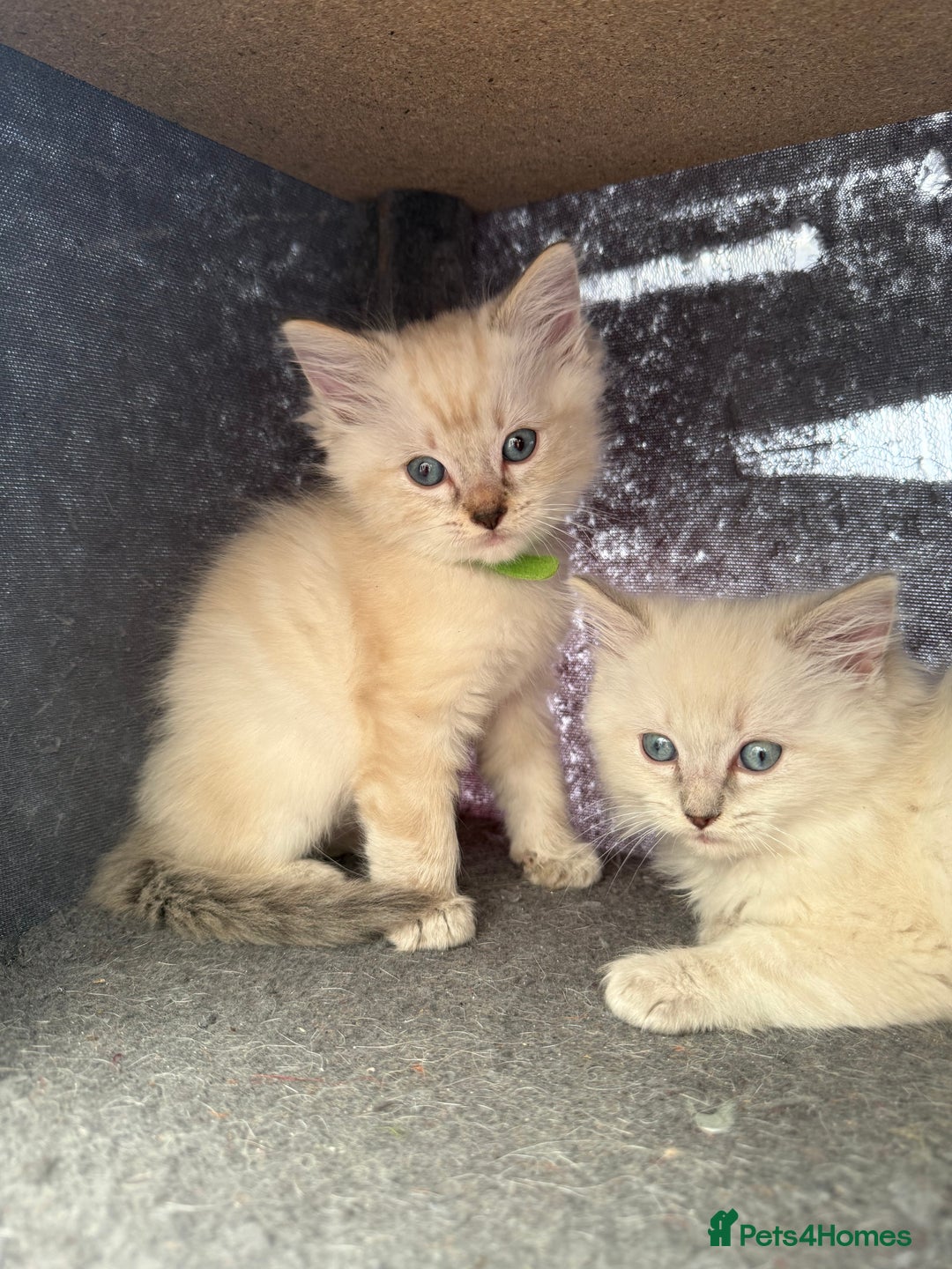 Ragdoll cats for sale: *stunning* litter of 7 ragdoll kittens  - Image 22