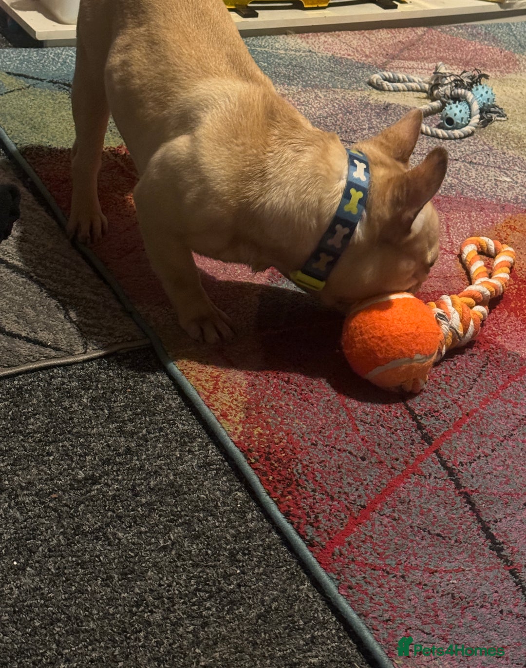 French Bulldog dogs for sale: Ronnie Frenchie  - Advert 7