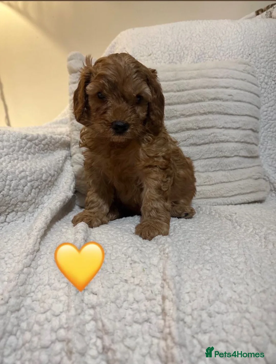 Cavapoo dogs for sale: Adorable Cavapoo Puppies For Sale in Norwich - Advert 5