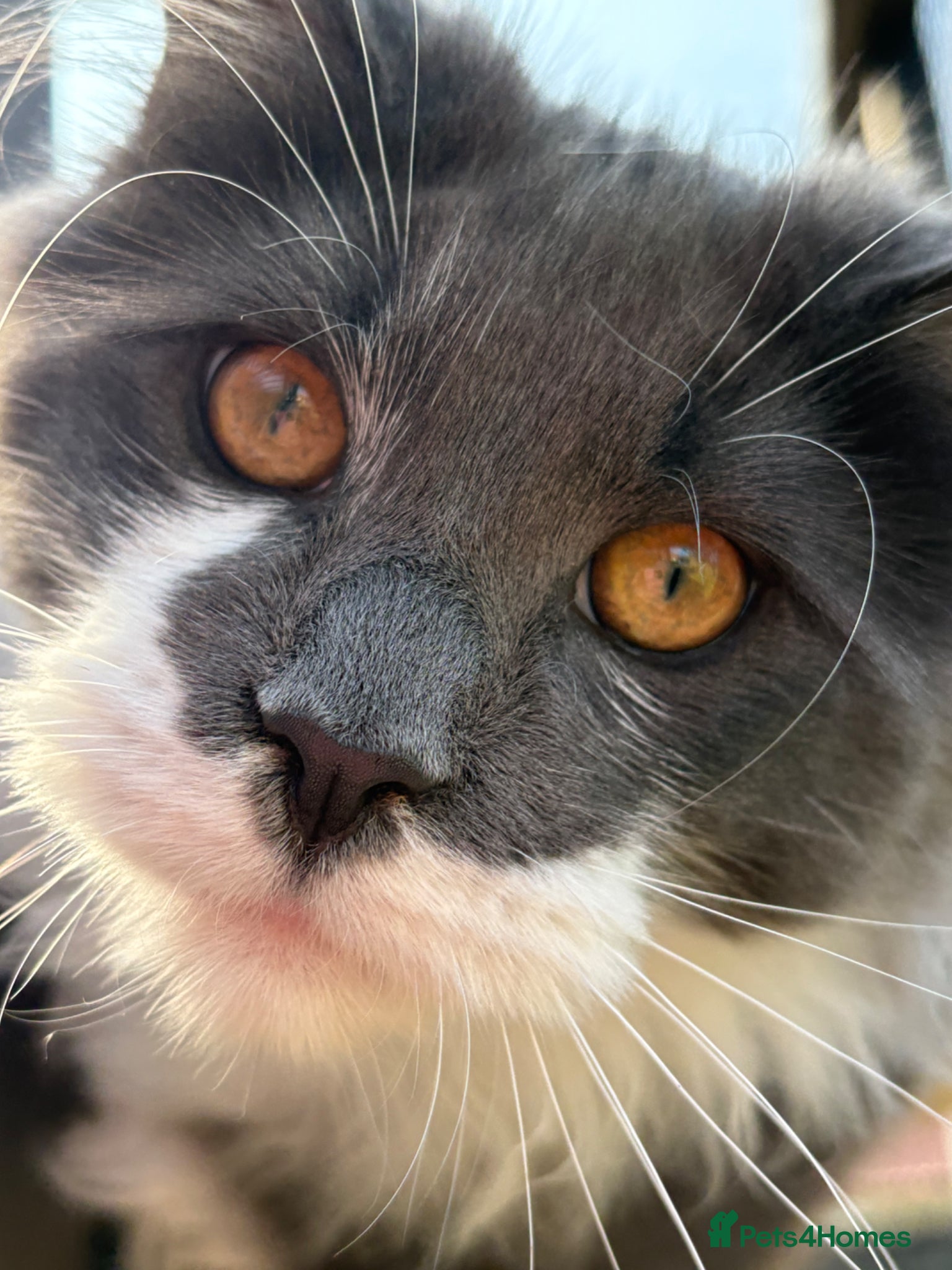 Maine Coon cats 🐱 Maine Coon Male – GCCF & TICA Registered  - Advert 1