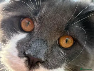 Maine Coon cats for sale: 🐱 Maine Coon Male – GCCF & TICA Registered - Advert 1