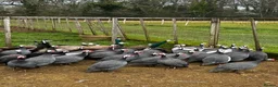 Guinea Fowl poultry for sale: Guineafowl & Peafowl in Romsey - Advert 4