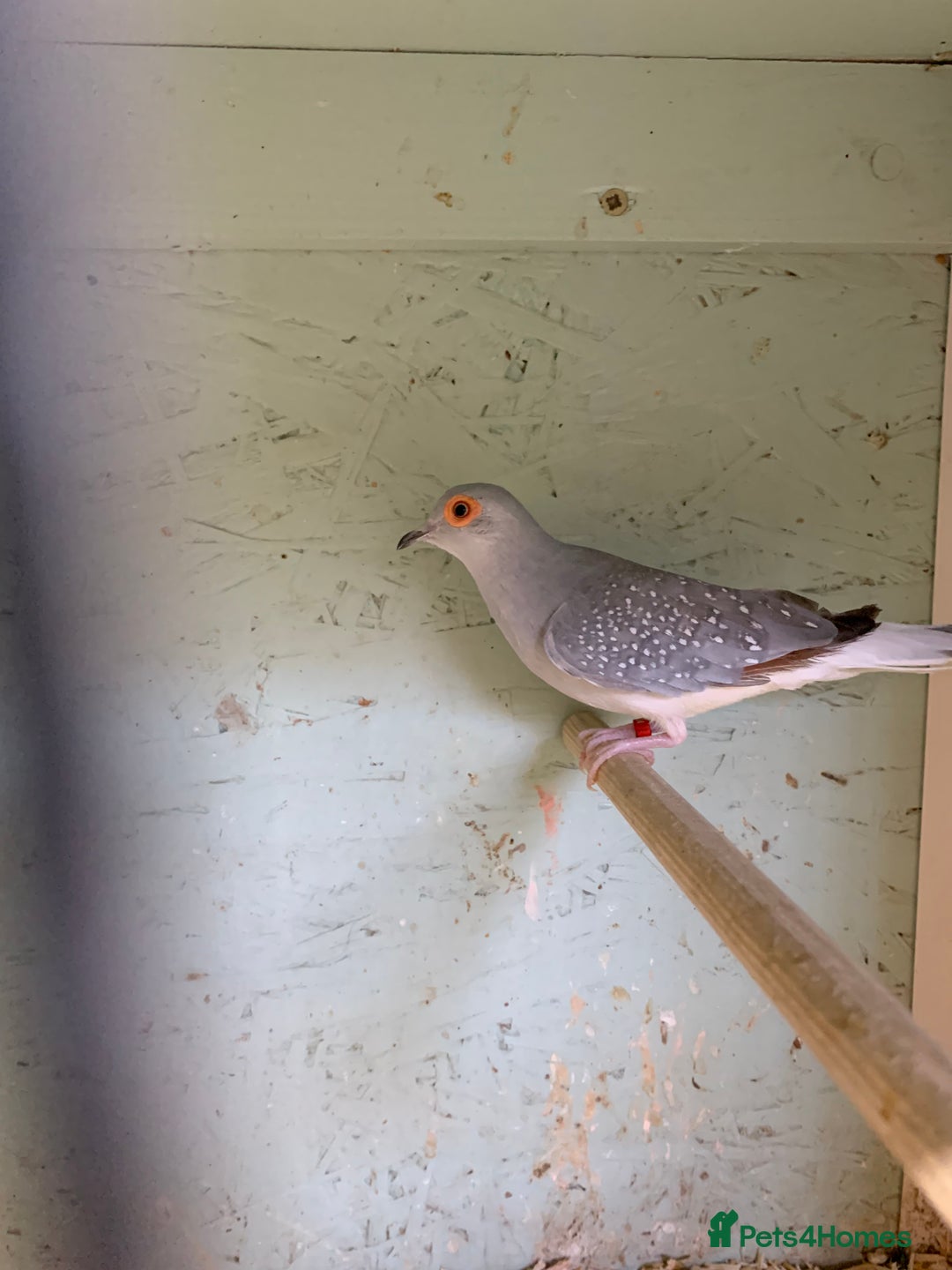 Doves birds for sale: Male diamond dove 1yr old - Image 1