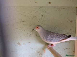 Doves birds - Advert 3