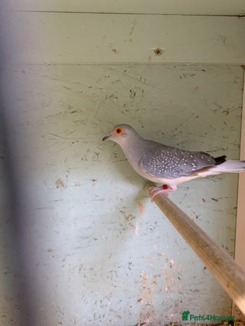 Doves birds - Advert 2