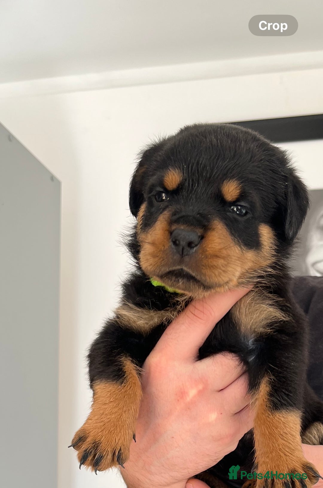 Rottweiler dogs for sale: STUNNING  in Potters Bar - Image 6