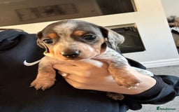 Miniature Dachshund dogs for sale: Miniature dachshund puppies - Image 8