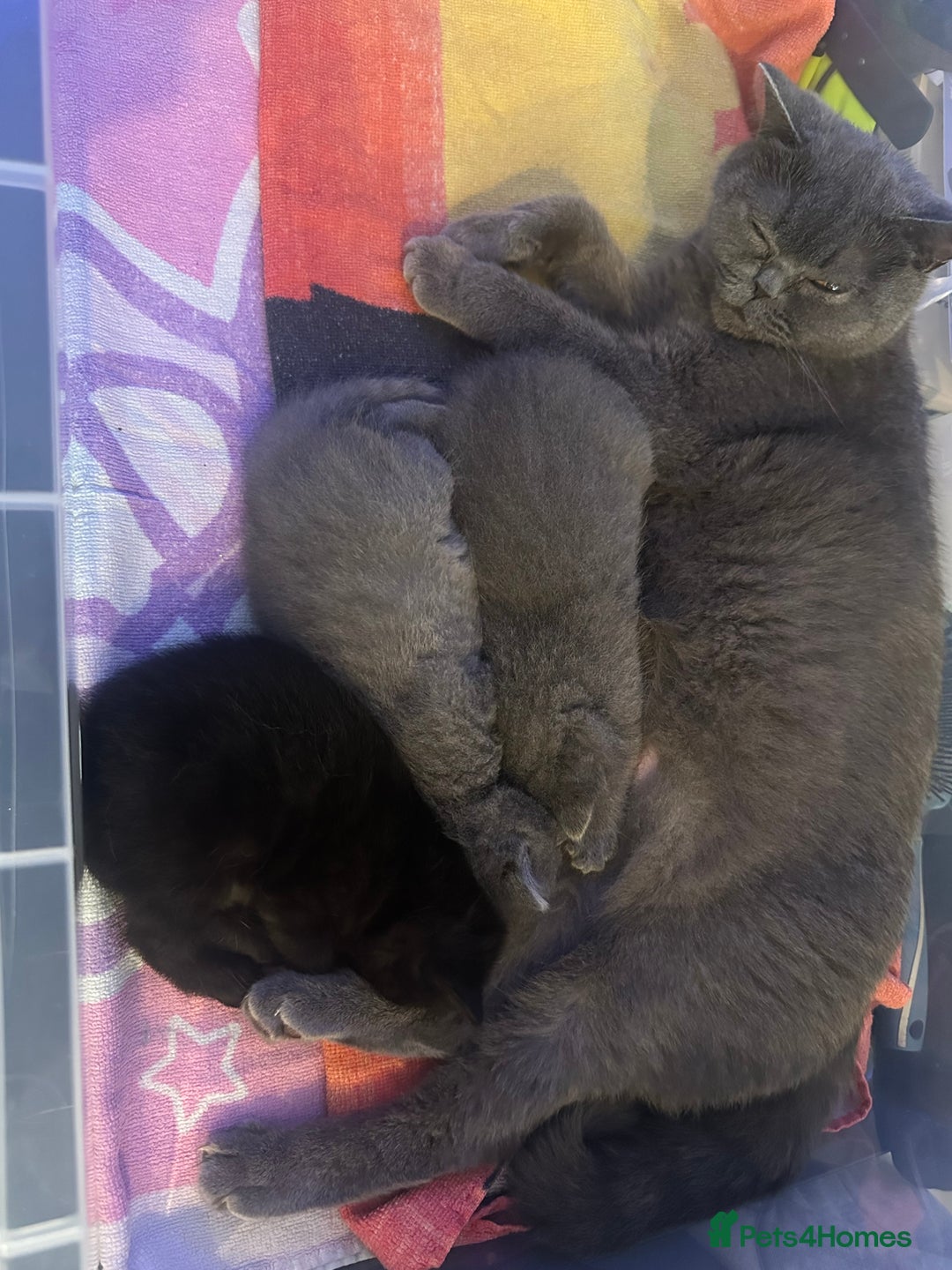 British Shorthair cats for sale: British short hair mixed kitten - Advert 2