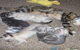 Mixed Breed cats for sale: Gorgeous and rare colour kittens 8weeks ready now - Image 7