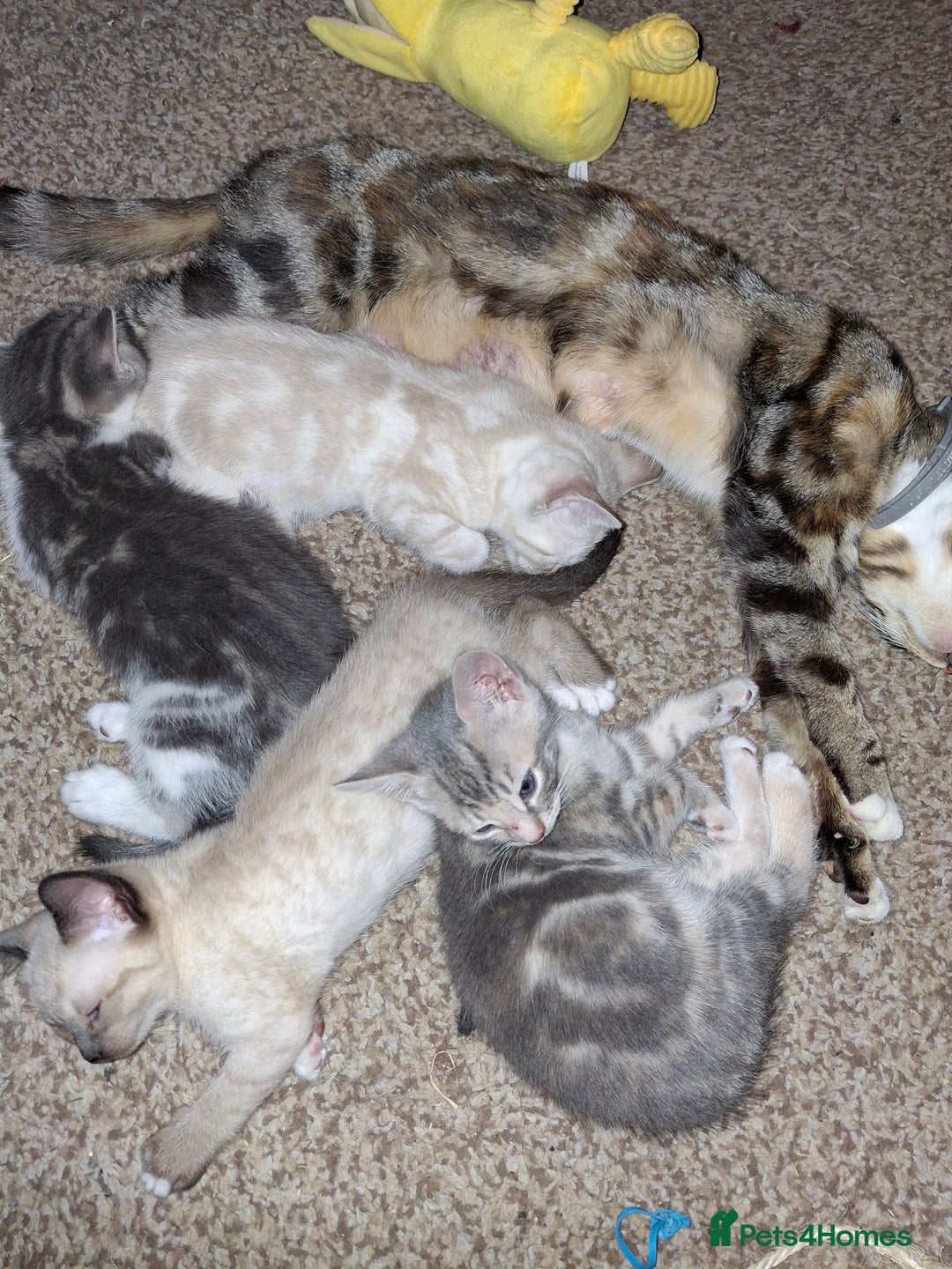 Mixed Breed cats for sale: Gorgeous and rare colour kittens 8weeks ready now - Image 7