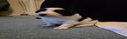 Border Collie dogs for sale: 🐾❤️ Beautiful KC Reg family Collie Puppies  in Shrewsbury - Advert 5