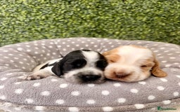 Cocker Spaniel dogs for sale: 🖤🤍 KC REG Show Cocker Spaniel Puppies For Sale - Advert 13