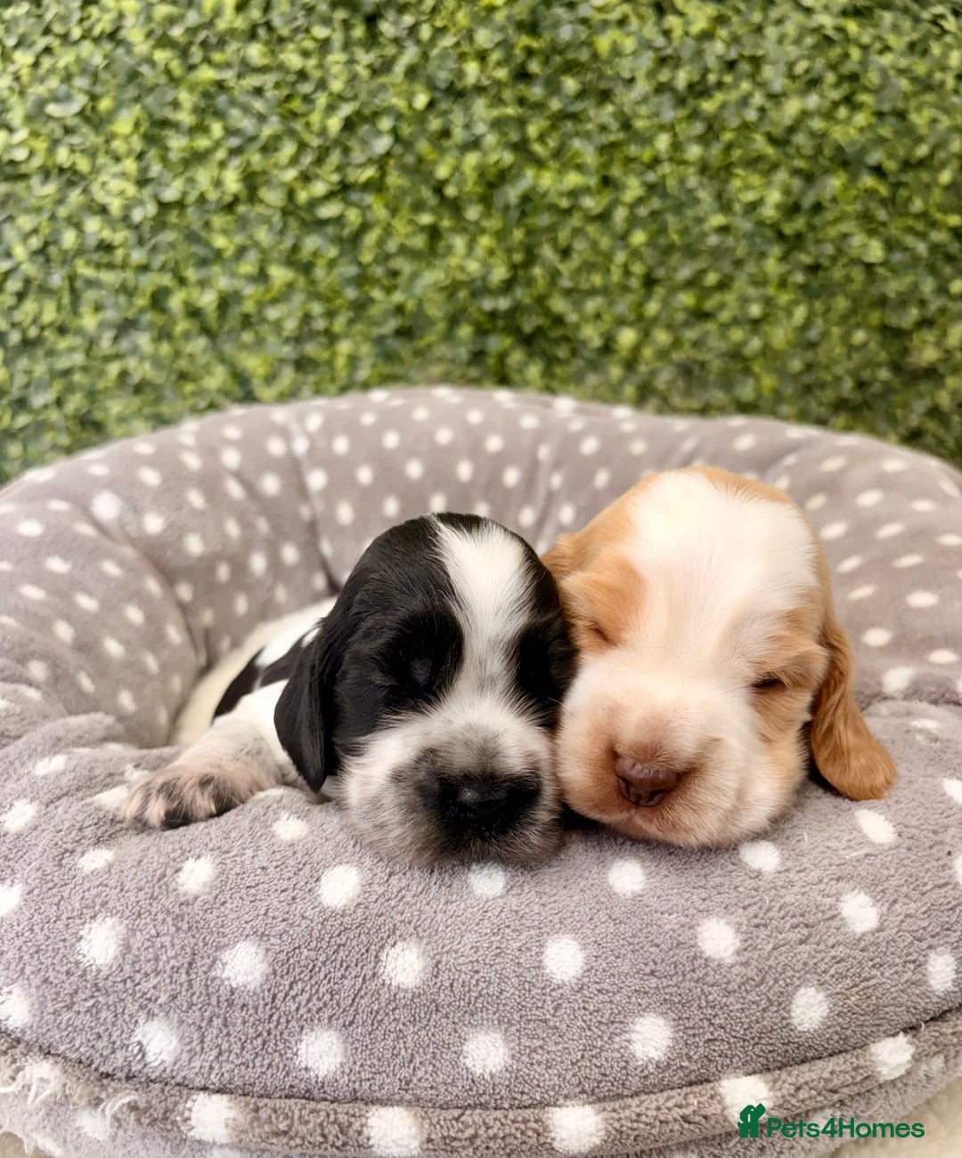 Cocker Spaniel dogs for sale: 🖤🤍 KC REG Show Cocker Spaniel Puppies For Sale - Advert 13