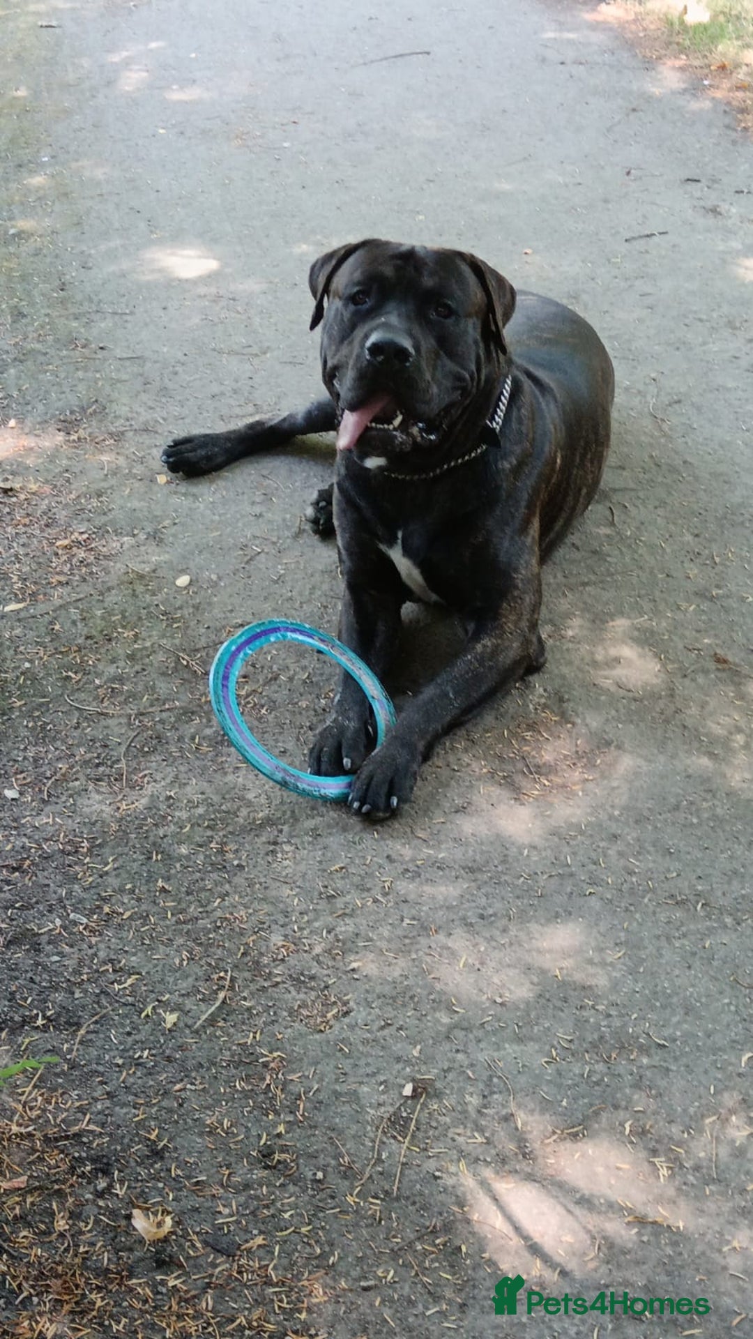 Presa Canario dogs for stud: Perro de Presa Canario for stud  - Image 7