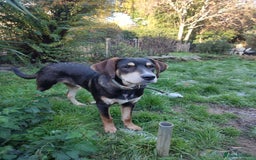 Coonhound dogs for adoption: Hound like loving Mike  - Advert 3