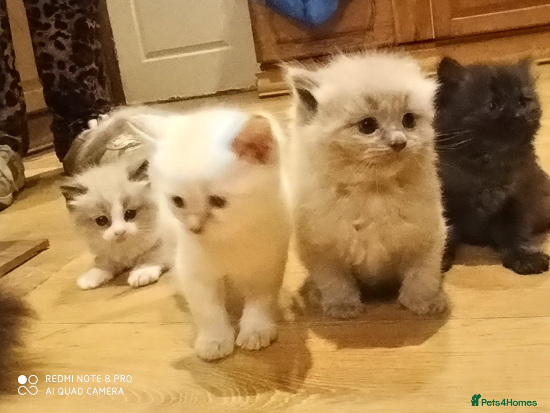 Siberian cats for sale: #4 lovely Siberian male kittens  - Image 23