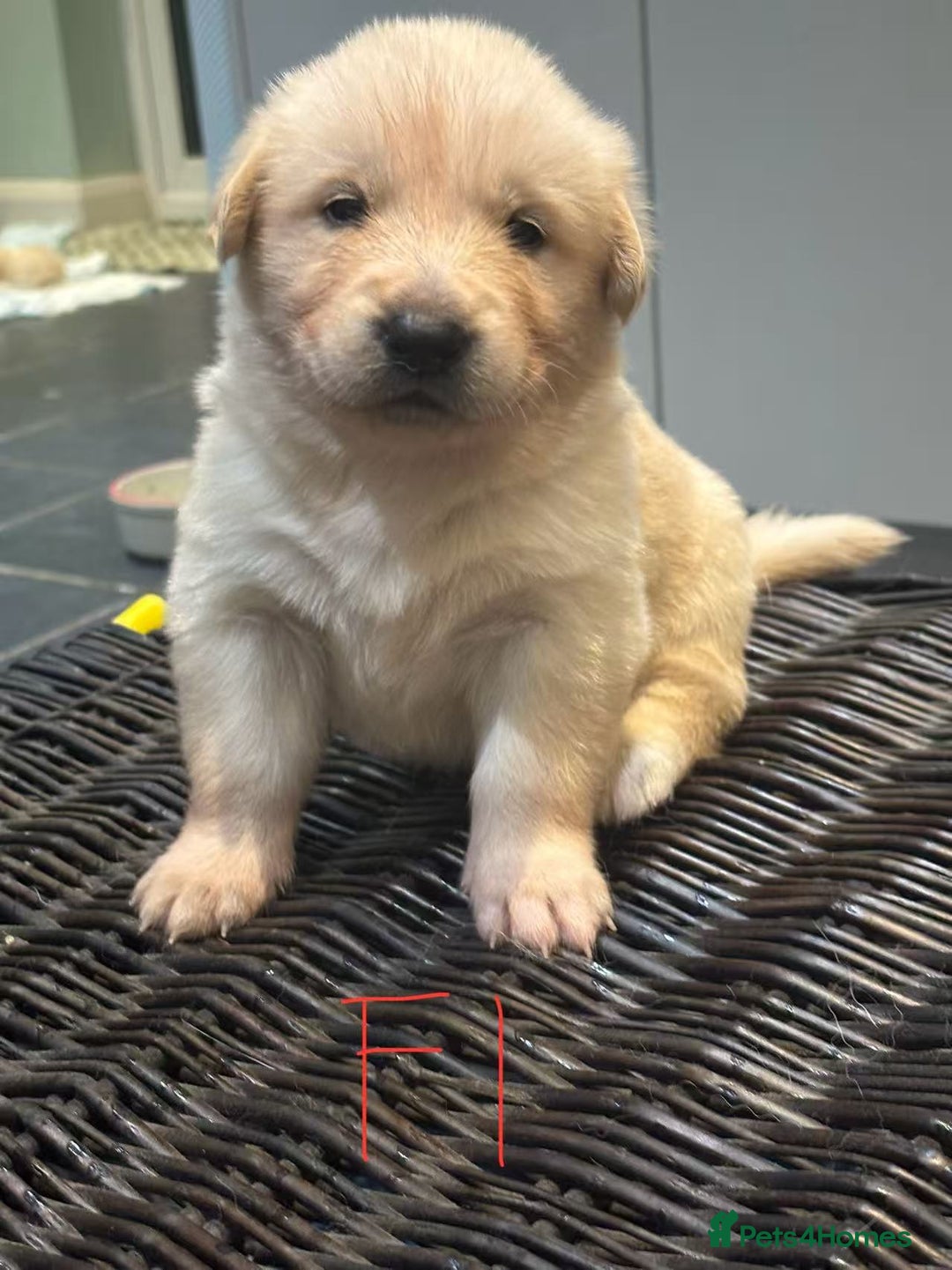 Mixed Breed dogs for sale: puppies for sale - Advert 23