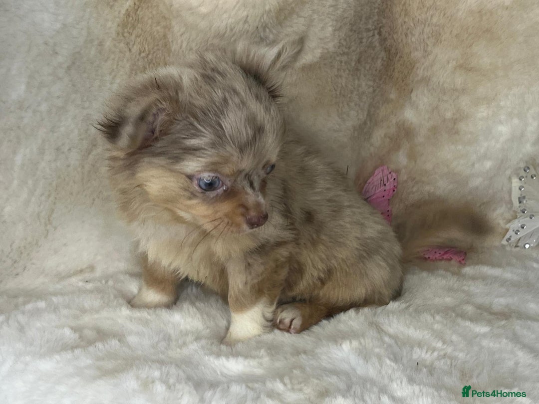 Chihuahua dogs for sale: Chihuahua long coat. Marble  - Image 21