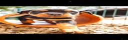 Rottweiler dogs for sale: 🐾 KC Registered Rottweiler Puppies for sale in Huddersfield - Advert 14