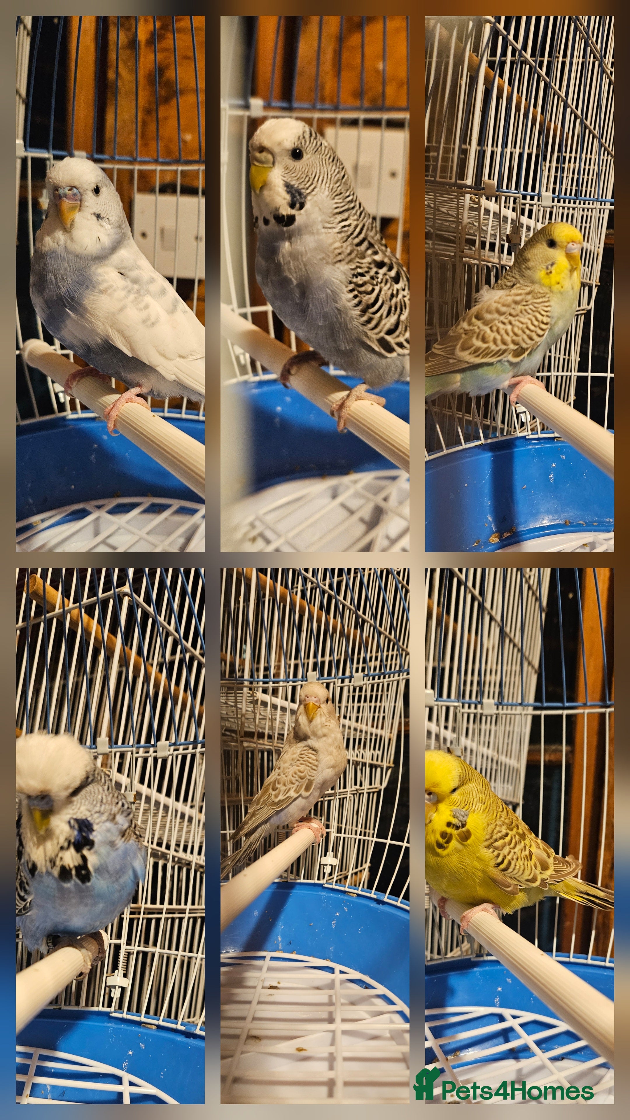Budgerigars birds Young Budgies for Sale - Advert 1