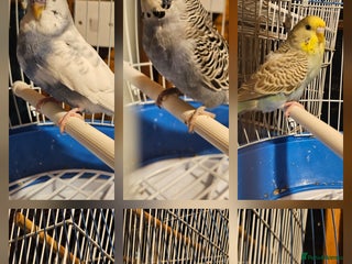Budgerigars birds Young Budgies for Sale - Advert 1