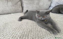 British Shorthair cats for sale: 🔥💗 BLUE FEMALE KITTEN READY NOW 💗🔥 - Image 3