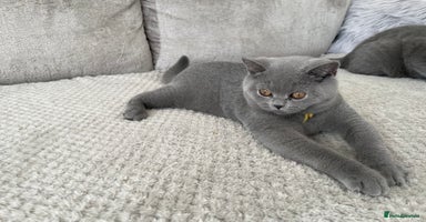 British Shorthair cats - Advert 9