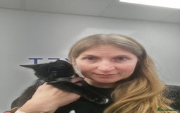 Mixed Breed cats for adoption: 💙🐱 OREO & SHADOW 😺💙 - Image 19