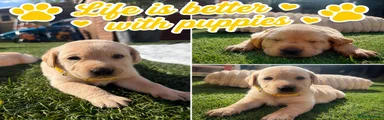 Labrador Retriever 6