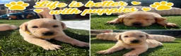 Labrador Retriever dogs for sale: Labrador puppies for sale 3 females left  - Advert 9