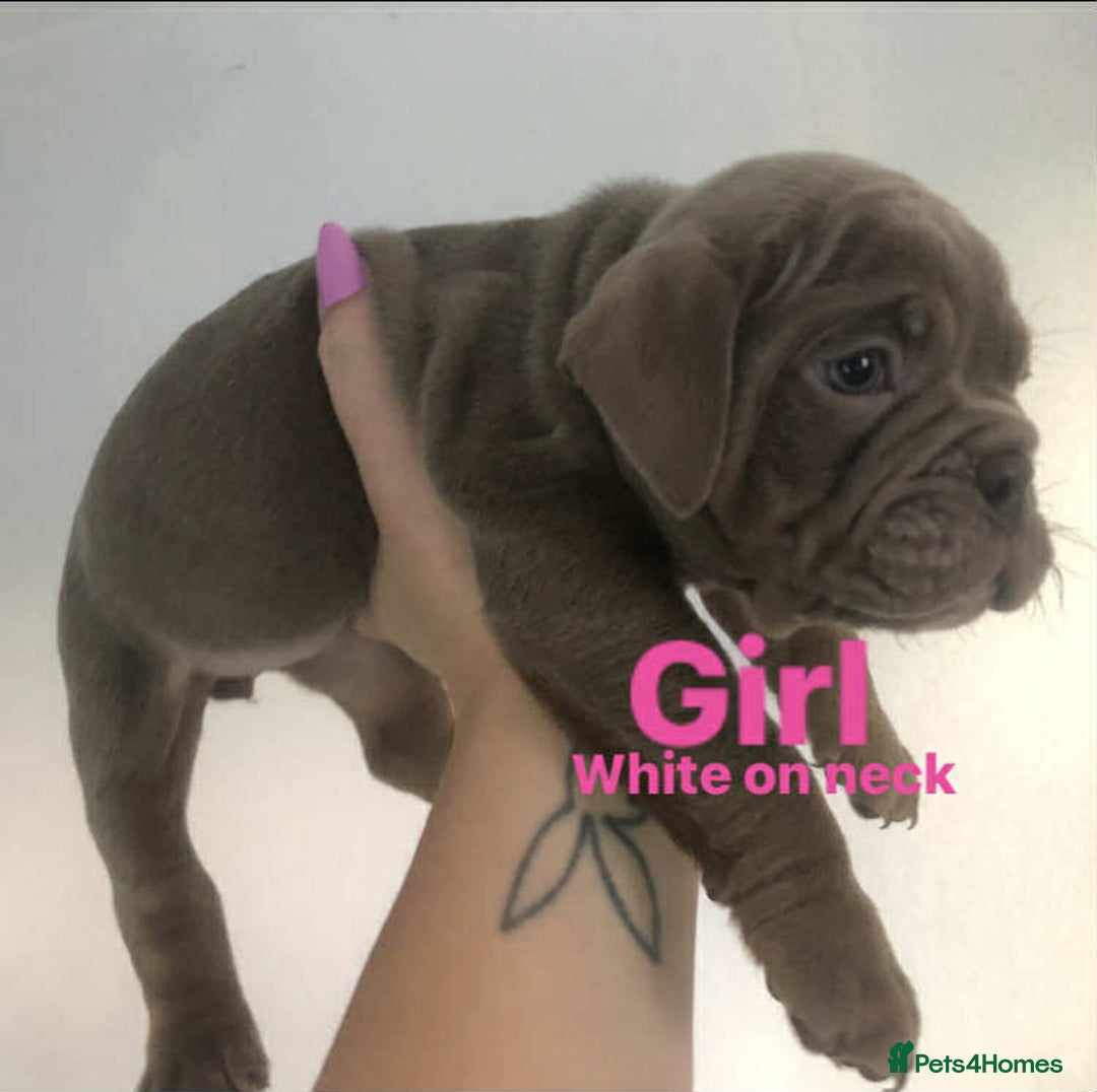 English Bulldog dogs for sale: 3 Isabella English bulldogs - Image 3