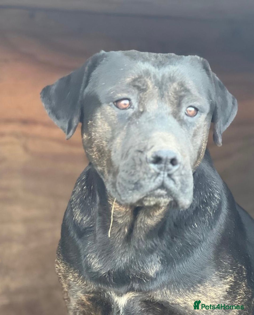 Bullmastiff dogs for sale: Bullmastiff puppies… READY TO LEAVE - Advert 1