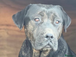 Bullmastiff dogs Bullmastiff puppies… READY TO LEAVE - Advert 8