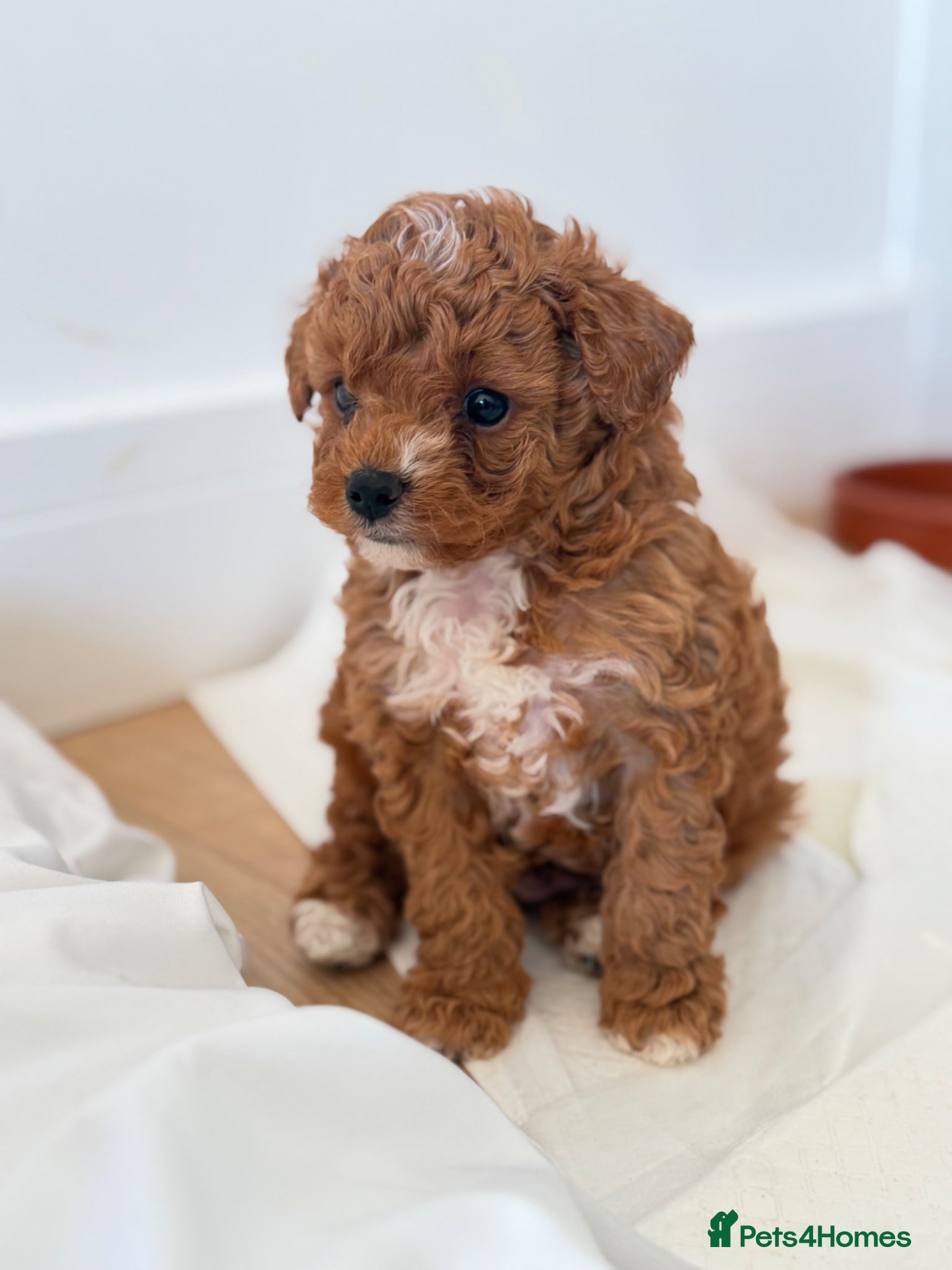 Cavapoochon dogs Toy cavapoochon puppies for sale - Advert 1