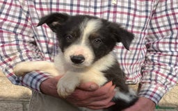 Border Collie dogs for sale: Pure border collies ready now  - Image 27
