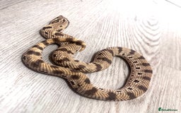 Snake reptiles for sale: Male western hognose looking for new home - Image 3